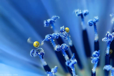 Wild Smilies Wallpapers