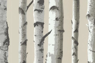 Irvin Grey Birch Tree Wallpapers At Menards®