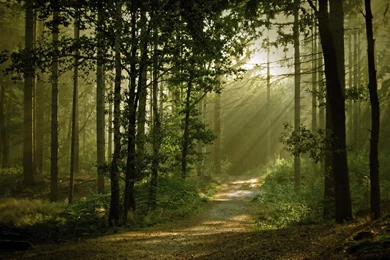 Through The Woods Of The Beautiful Sunshine HD Wallpapers 4 ...