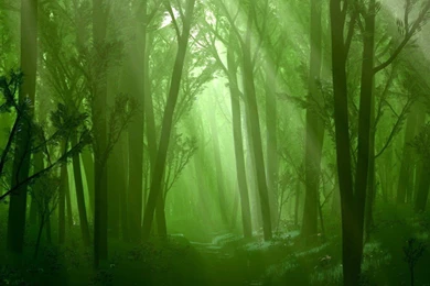 Spring Woods Wallpapers