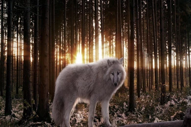 Dogs Beauty Dogs Animals Wolf Woods Background Images ~ Dogs For ...