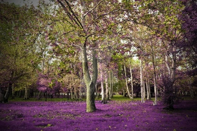 Woods Premade Backgrounds By EveLivesey On DeviantArt