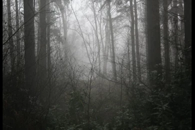 Foggy Woods Backgrounds Danasrga.top