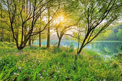 Spring Lake Wall Mural By Komar 8 524   TheMuralStore.com