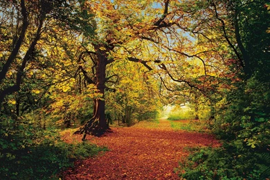 Komar Autumn Forest   8 068