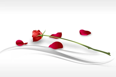 Red Rose Wallpaper Backgrounds
