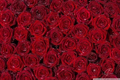 Red Roses Backgrounds HD Desktop Wallpapers : Widescreen : High ...