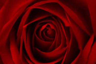 Rose Backgrounds Pictures, Images High Quality