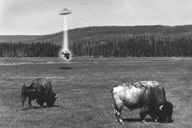 Sheep Ufo