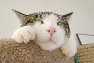 Cute Cat Sleeping Wallpapers HD 7104   Amazing Wallpaperz