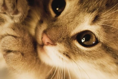 Cute Wallpaper Backgrounds Download Mobile iPhone 6s Galaxy ...