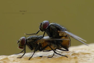 Easy Rider By Metkan On DeviantArt