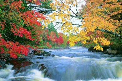 Free Thanksgiving And Autumn Desktop Wallpapers