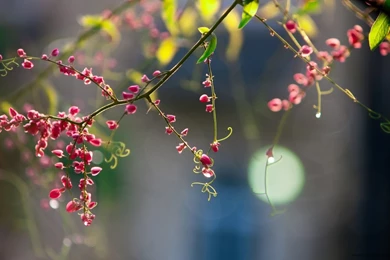 Spring Season Pictures Wallpapers < Images & Galleries