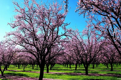 Spring Season Wallpapers   Wallpapers Cave