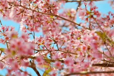 Spring Season Wallpapers