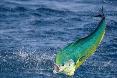 Offshore Fishing In Costa Rica