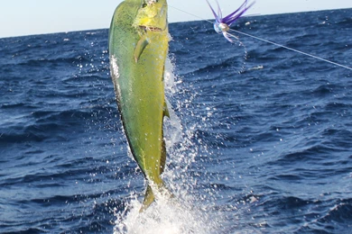 Port Aransas Fishing