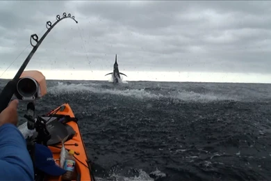 Big Marlin From Kayak Australia And Sharks From Kayak   YouTube