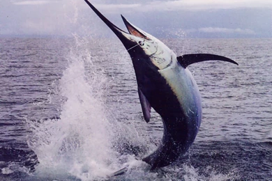 Offshore Fishing In Costa Rica