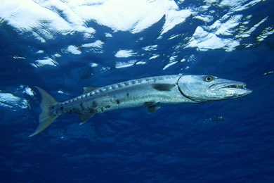 Capt. Stan's Deep Sea Chronicles: The Excitement Of Barracuda ...