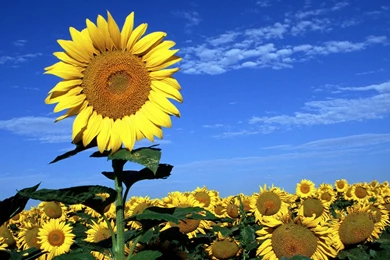 Sun Flowers Hd Free Wallpapers Of Spring Season