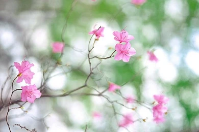 Sign Of Spring   Spring Scene Wallpaper3   Wallcoo.net