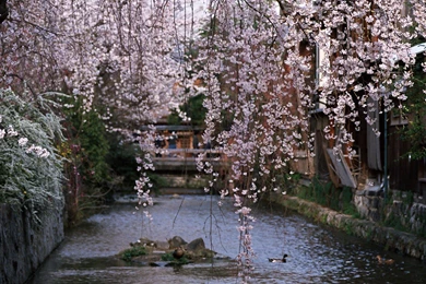 Spring Widescreen Wallpapers