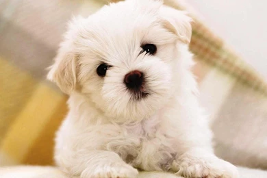 Free Cute Backgrounds Wallpapers ~ Toptenpack.com