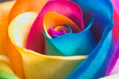 Top HD Rainbow Rose Wallpapers