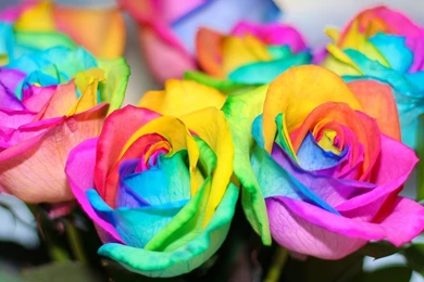 DeviantArt: More Like Rainbow Roses By Wabbytwax