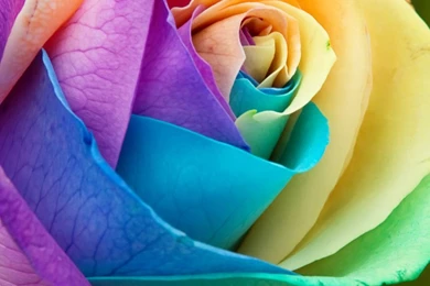 Top HD Rainbow Rose Wallpapers
