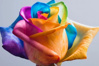 Rainbow Rose   (