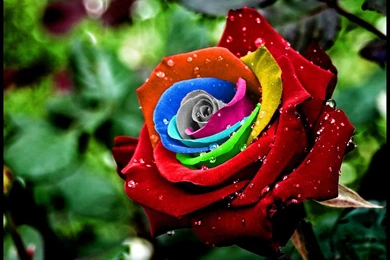 Rainbow Roses Related Keywords & Suggestions   Rainbow Roses Long ...