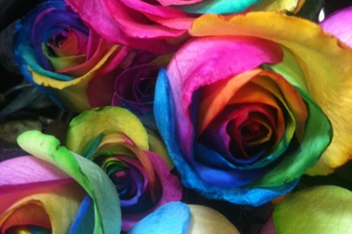 Rainbow Roses By Calvinnhobbs On DeviantArt