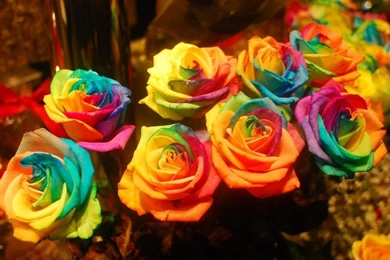 RAINBOW ROSES WALLPAPER   (