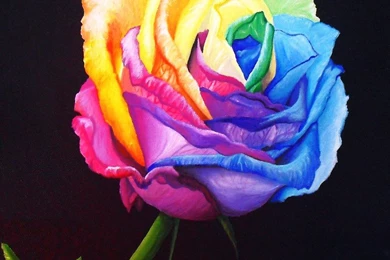 14+ Best HD Jeff Hardy Wallpapers