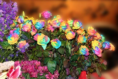 Rainbow Rose Seeds Multi colored Rose 5 Seeds Rose Flower Seeds