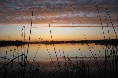 Duck Hunting Backgrounds   Wallpapers Cave