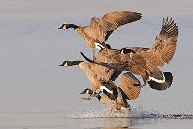 Goose Hunting Desktop Wallpapers   HD Wallpaper Backgrounds Of ...