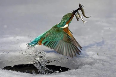 22 Animals Desktop Wallpapers ► 832280 Hunting Wall Paper