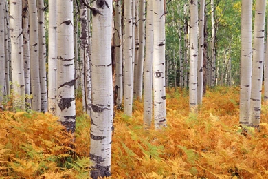 Warm Forest River Wallpapers