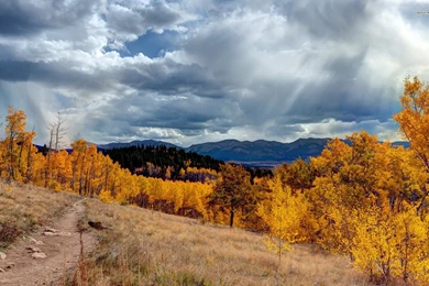 Aspen Winter   Wallpaper.