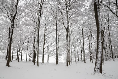 Wallpapers Tree, Snow, Winter, Aspen, Winter In Aspen.