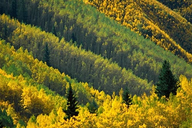 Nature: Aspen Tree Pattern Maroon Creek Valley White River ...