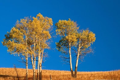 Autumn Aspen Trees Wallpapers   The Sexy Wallpapers