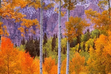 Aspen Trees On Pinterest