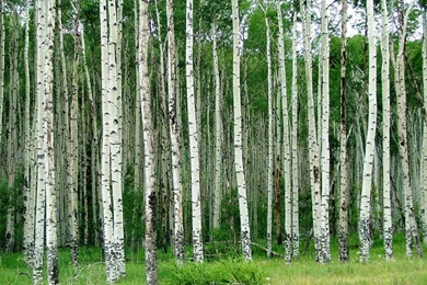 Quotes About Aspen Trees. QuotesGram