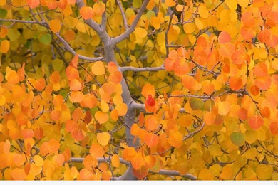 Best Autumn Backgrounds Quotes Images