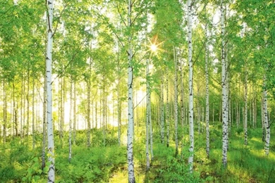 Intimately Beauteous Photos Of Aspen Trees